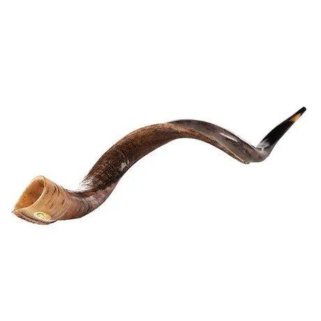 kudu shofar from israel