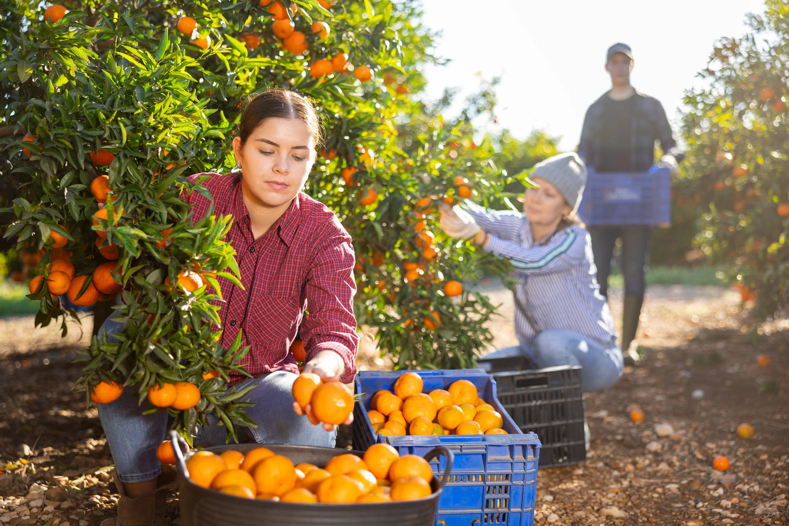 New-Year-New-Blessings-Israeli-Products-to-Begin-the-Year-Right The Israel Store