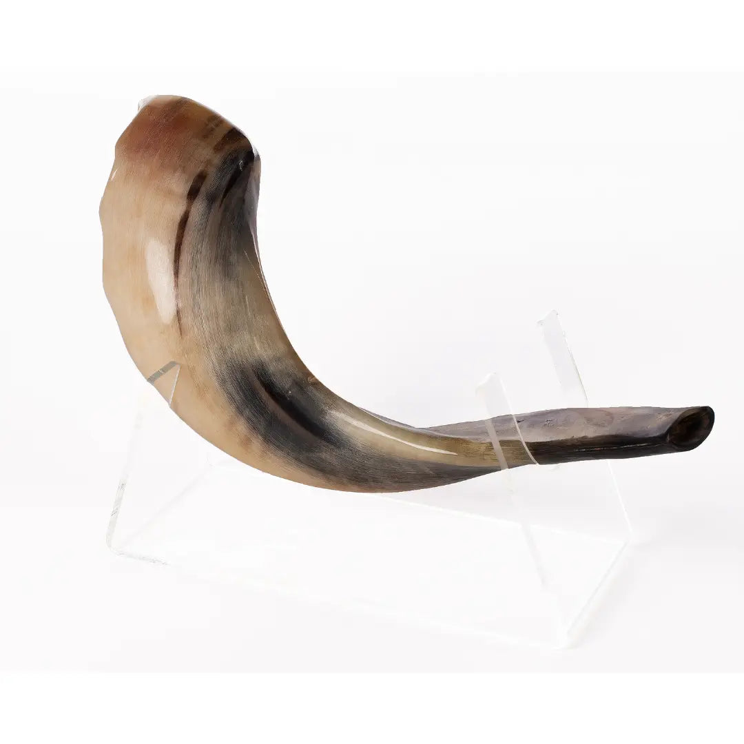 Ram’s Horn Shofar 15"-17" / 40-44 cm - MADE IN ISRAEL The Israel Store