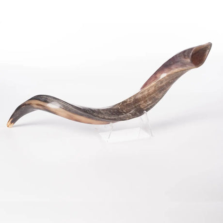 Kudu Shofar 27"-31" / 70-79 cm - MADE IN ISRAEL The Israel Store