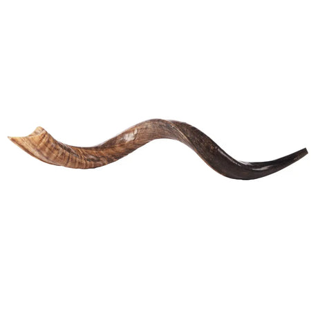 Kudu Shofar 31"-35" / 80-89 cm - MADE IN ISRAEL The Israel Store