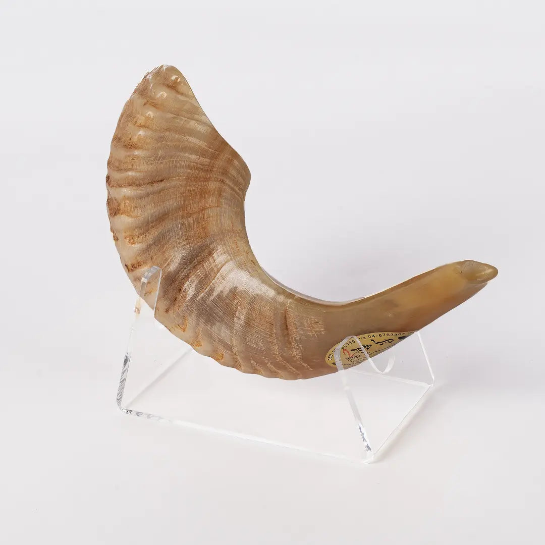 Ram’s Horn Shofar 9.8"-11.8" / 25-29 cm - MADE IN ISRAEL The Israel Store