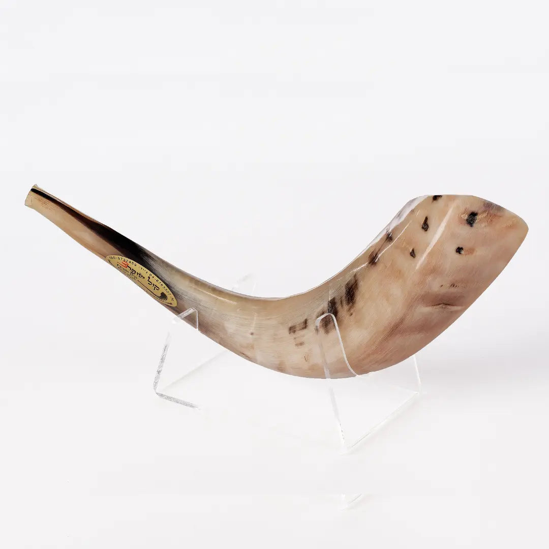 Ram’s Horn Shofar 11"-13" / 30-34 cm - MADE IN ISRAEL The Israel Store