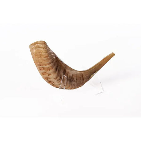 Ram’s Horn Shofar 9.8"-11.8" / 25-29 cm - MADE IN ISRAEL The Israel Store