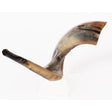 Ram’s Horn Shofar 15"-17" / 40-44 cm - MADE IN ISRAEL The Israel Store