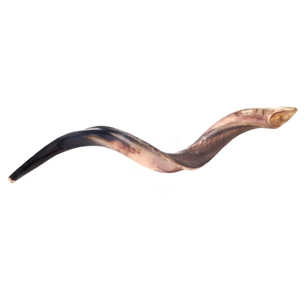 Kudu Shofar 27"-31" / 70-79 cm - MADE IN ISRAEL The Israel Store