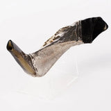 Silver-Plated Ram’s Classical Horn Shofar 11"-13" / 30-34 cm - MADE IN ISRAEL The Israel Store