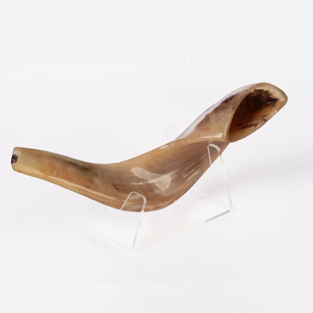 Ram’s Horn Shofar 9.8"-11.8" / 25-29 cm - MADE IN ISRAEL The Israel Store