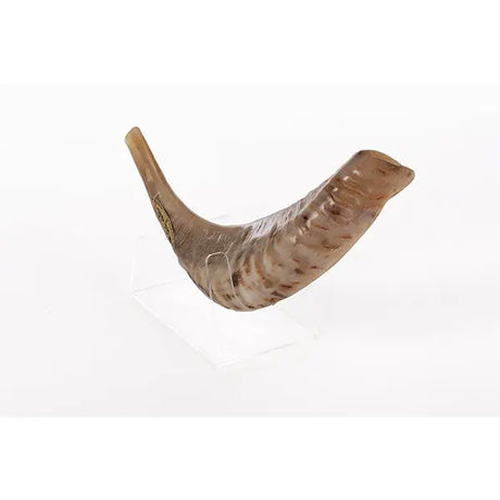 Ram’s Classical Horn Shofar Size 3 - MADE IN ISRAEL The Israel Store