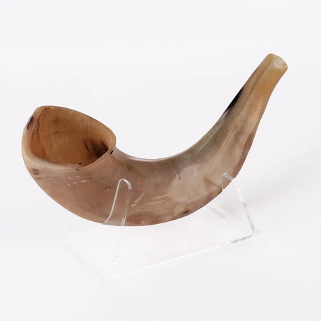 Ram’s Horn Shofar 11"-13" / 30-34 cm - MADE IN ISRAEL The Israel Store