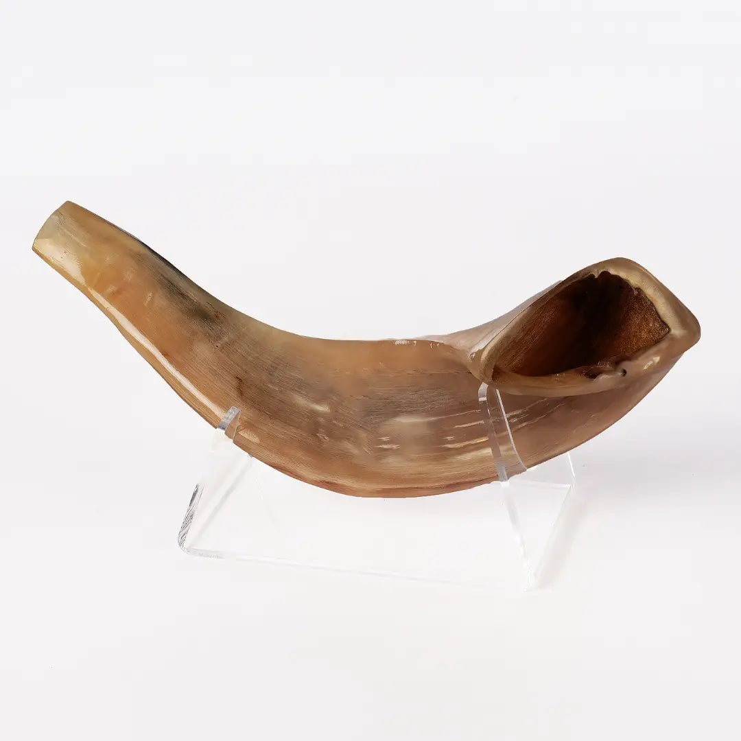 Ram’s Horn Shofar 9.8"-11.8" / 25-29 cm - MADE IN ISRAEL The Israel Store