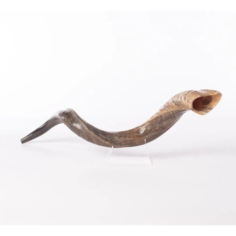 Kudu Shofar 31"-35" / 80-89 cm - MADE IN ISRAEL The Israel Store