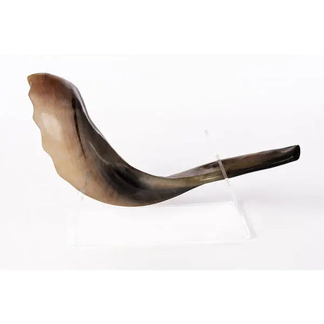 Ram’s Classical Horn Shofar Size 5 - MADE IN ISRAEL The Israel Store