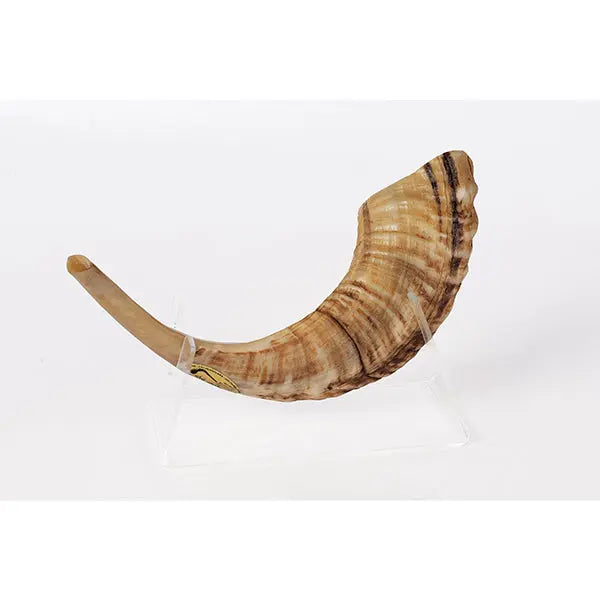 Ram’s Classical Horn Shofar Size 5 - MADE IN ISRAEL The Israel Store