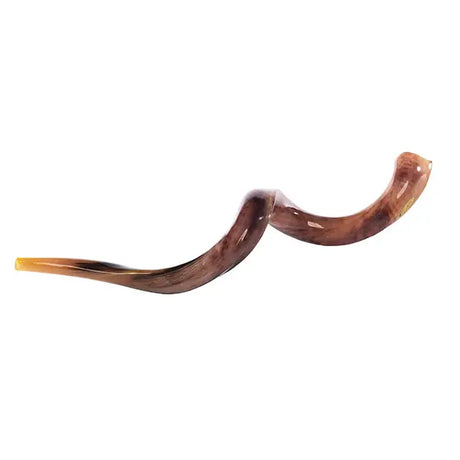 Kudu Shofar Size L - MADE IN ISRAEL The Israel Store