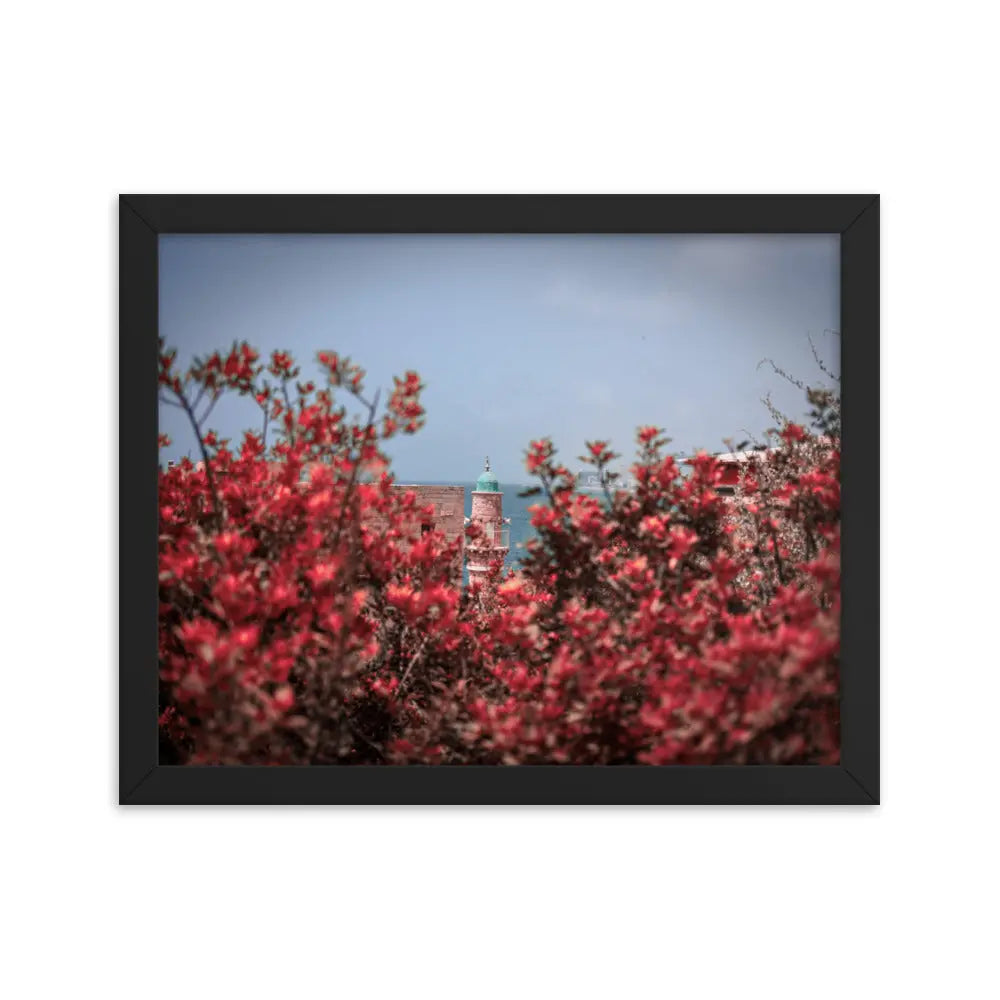 Spring Blossom in Jaffa - Framed Picture The Israel Store