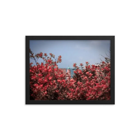 Spring Blossom in Jaffa - Framed Picture The Israel Store