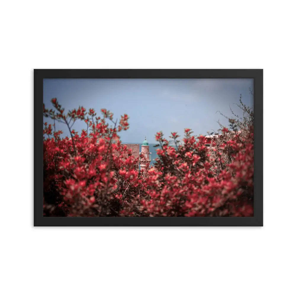 Spring Blossom in Jaffa - Framed Picture The Israel Store