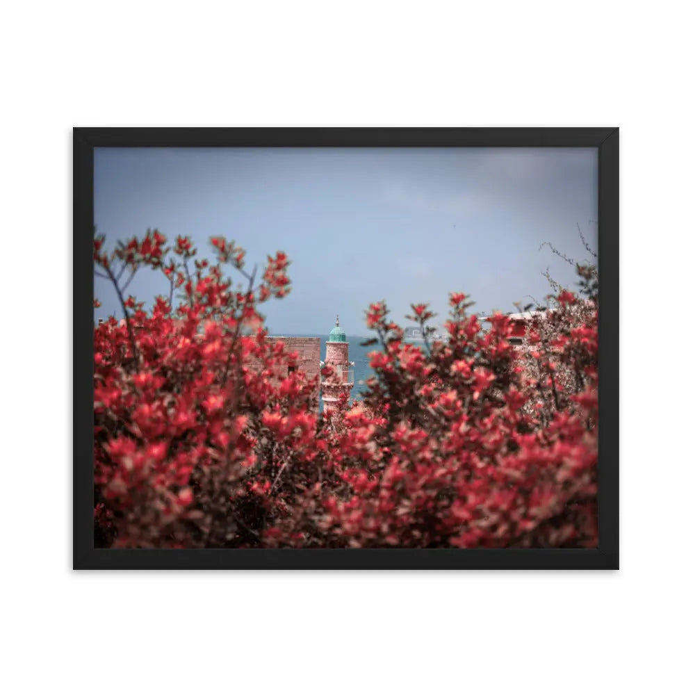 Spring Blossom in Jaffa - Framed Picture The Israel Store