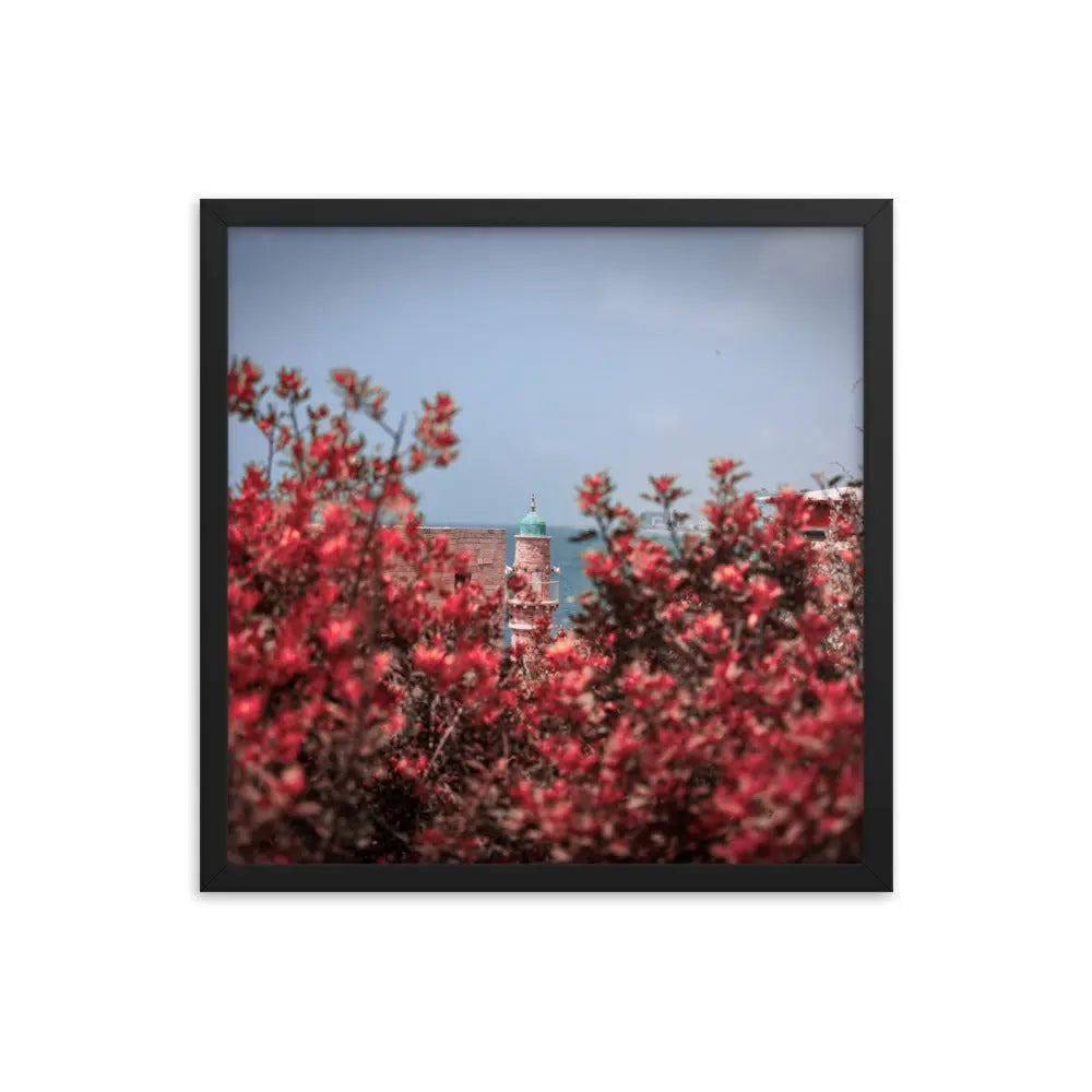 Spring Blossom in Jaffa - Framed Picture The Israel Store