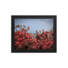 Spring Blossom in Jaffa - Framed Picture The Israel Store