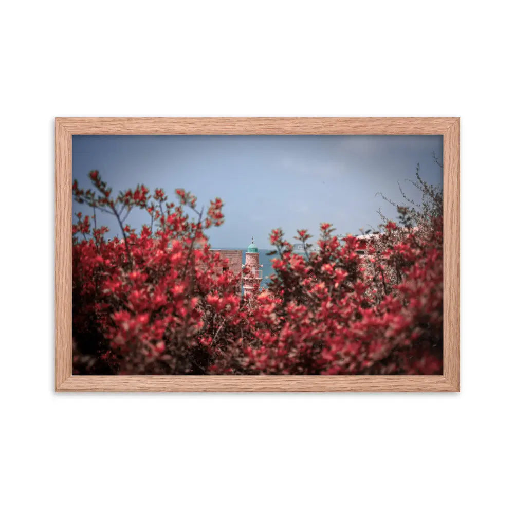 Spring Blossom in Jaffa - Framed Picture The Israel Store