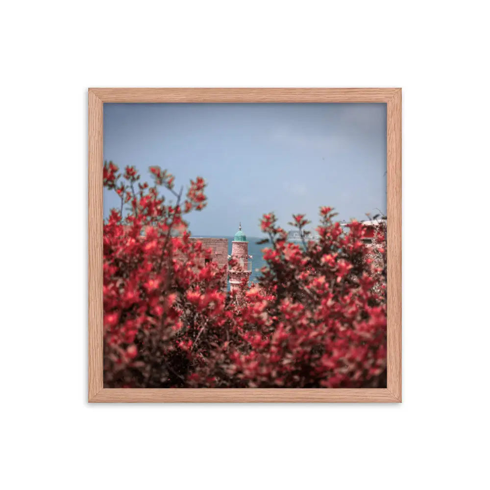 Spring Blossom in Jaffa - Framed Picture The Israel Store