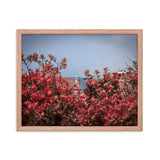 Spring Blossom in Jaffa - Framed Picture The Israel Store