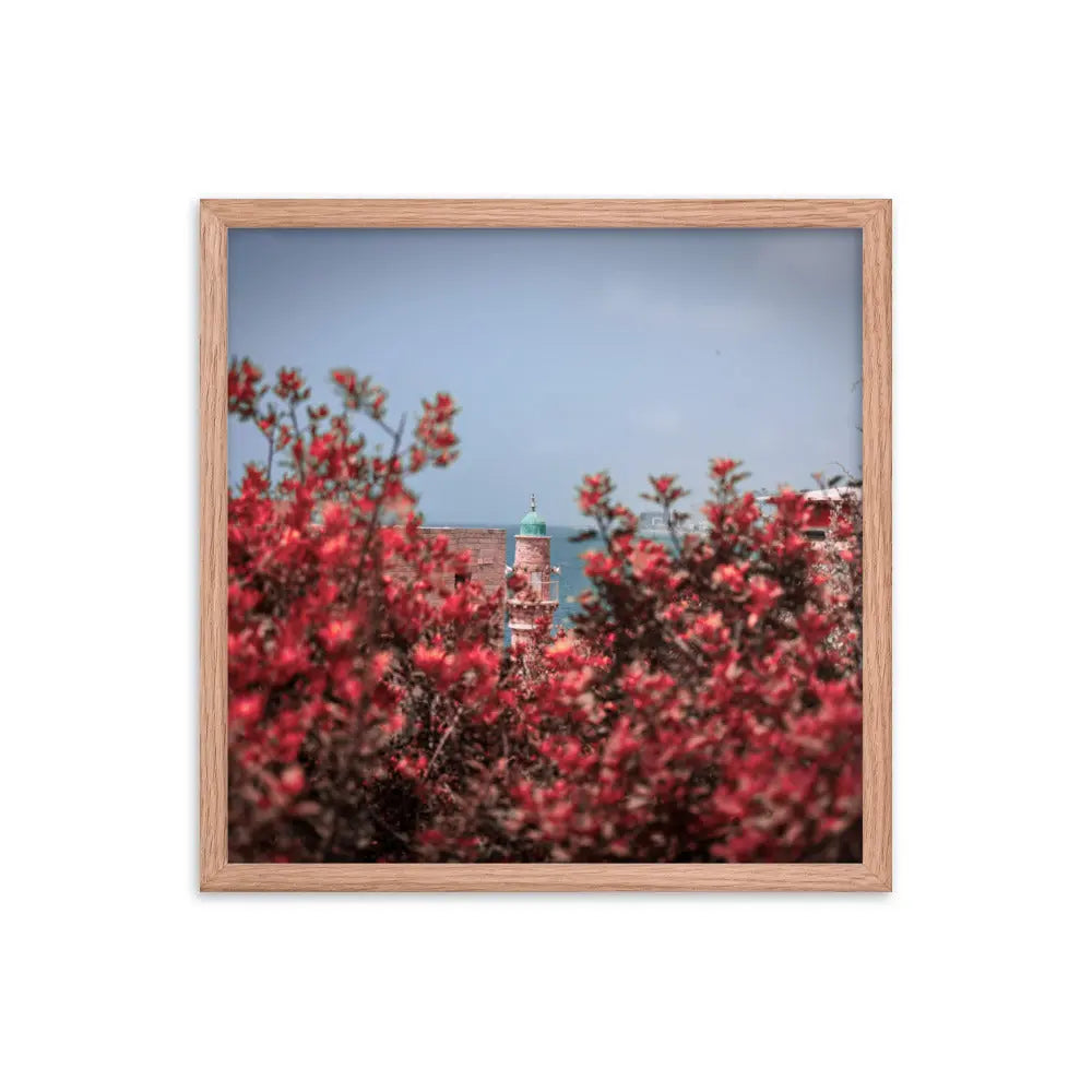 Spring Blossom in Jaffa - Framed Picture The Israel Store