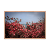 Spring Blossom in Jaffa - Framed Picture The Israel Store