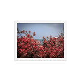 Spring Blossom in Jaffa - Framed Picture The Israel Store