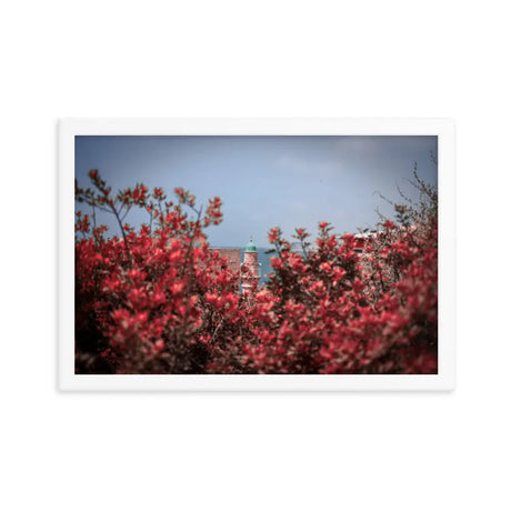 Spring Blossom in Jaffa - Framed Picture The Israel Store