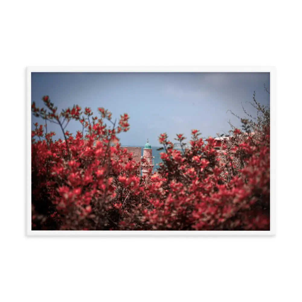 Spring Blossom in Jaffa - Framed Picture The Israel Store