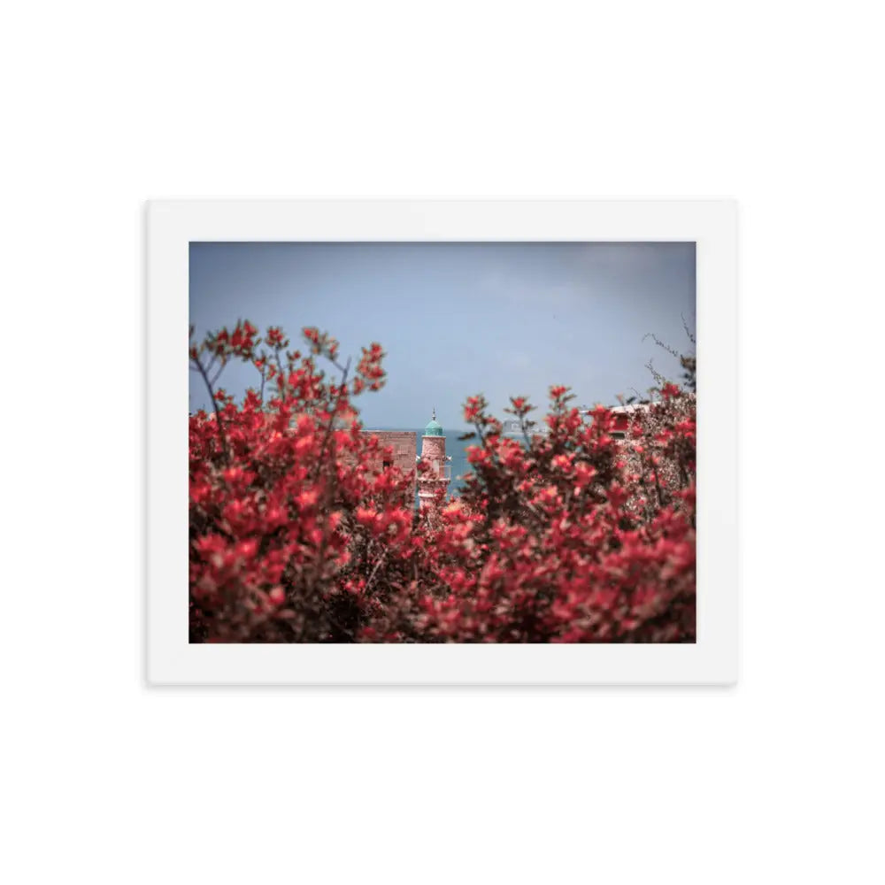 Spring Blossom in Jaffa - Framed Picture The Israel Store