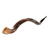 kudu shofar from israel 